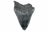 Partial, Fossil Megalodon Tooth - South Carolina #275402-1